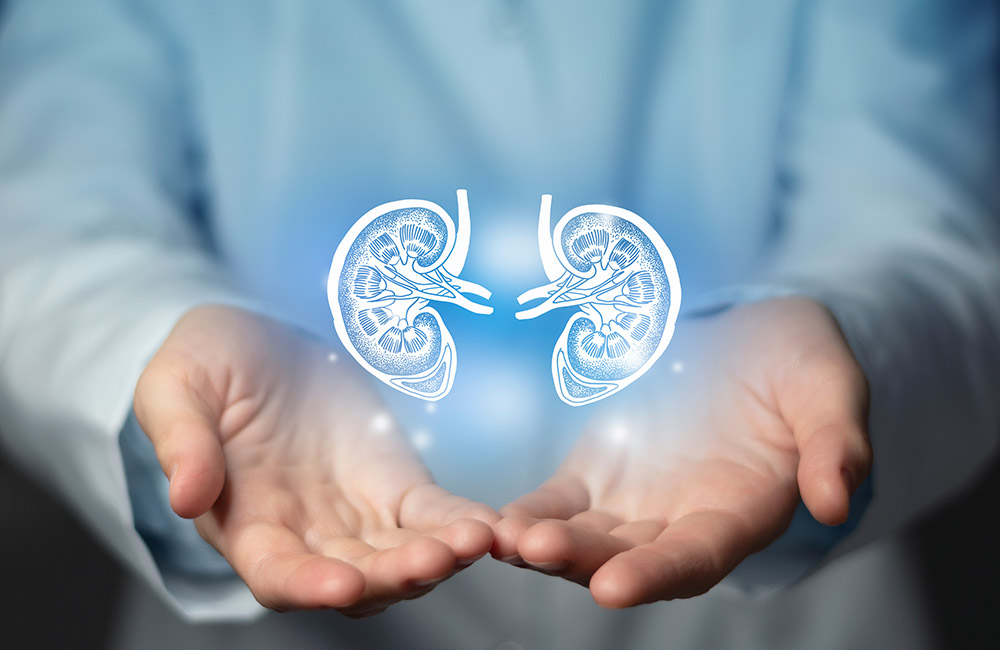 Nephrologie - © mi_viri - stock.adobe.com Nephrologie - © mi_viri - stock.adobe.com